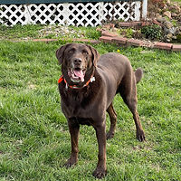 dog boarding playing outside