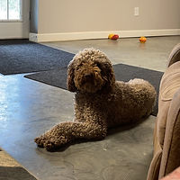 in home pet care
