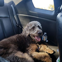 dog riding in a car to go walk