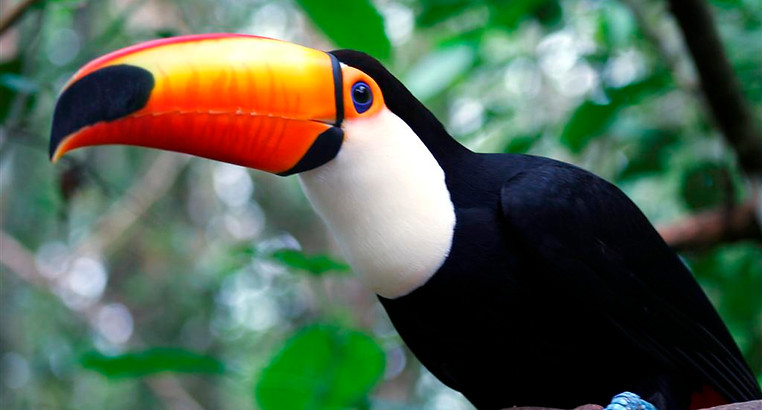 Tucan