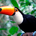 Tucan