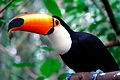 Tucan 