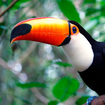 Tucan 