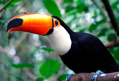 Tucan 
