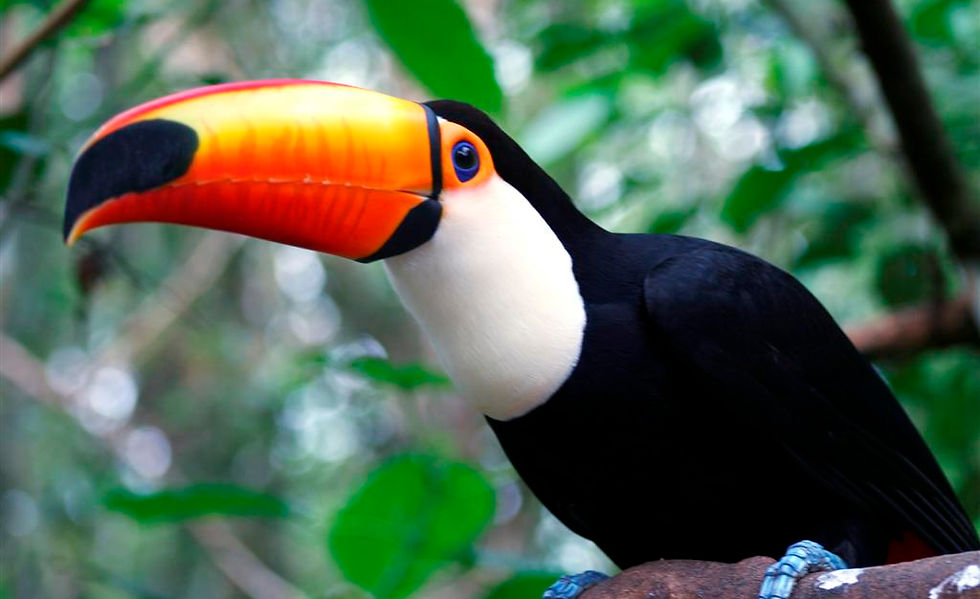 Tucan