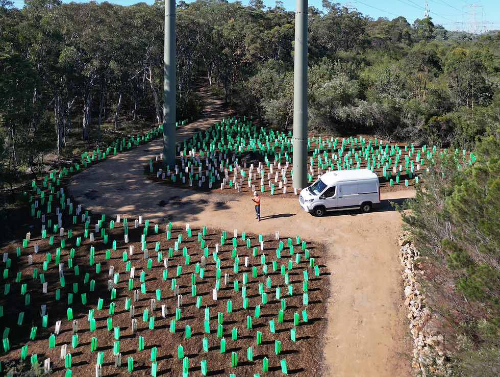 Ausgrid Picnic Point – 132kV Overhead Feeder, Pole Replacement & Access Track
