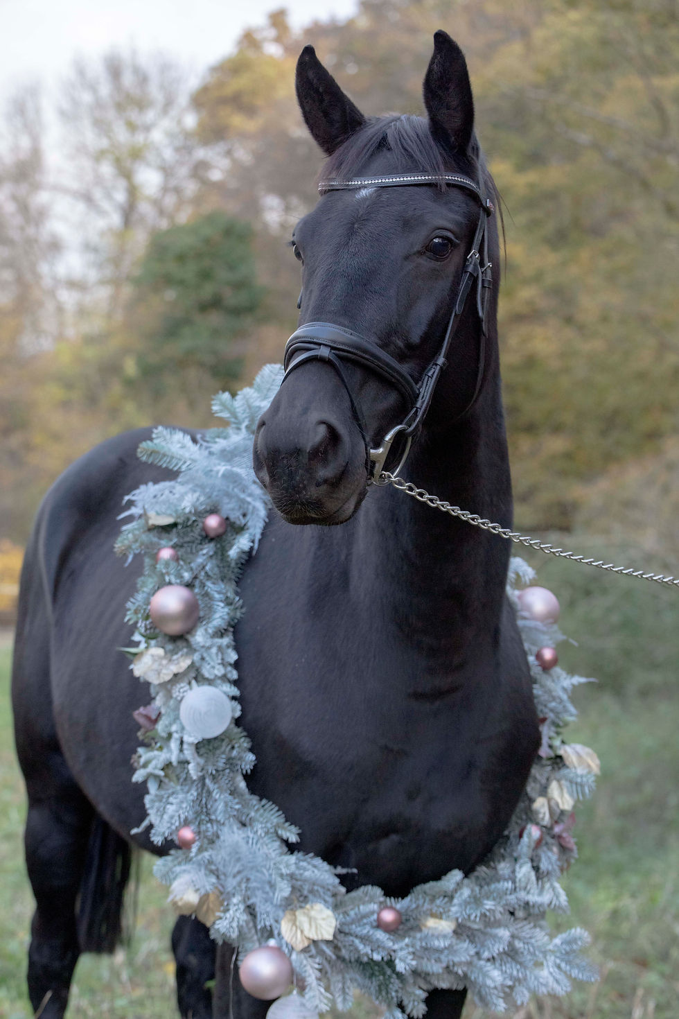 Séances de noël