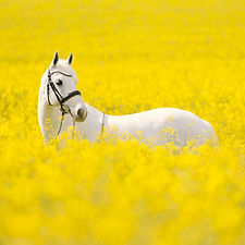 AL4A3870_edited.jpg