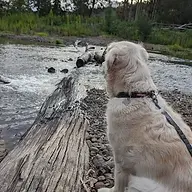 dog creek.webp