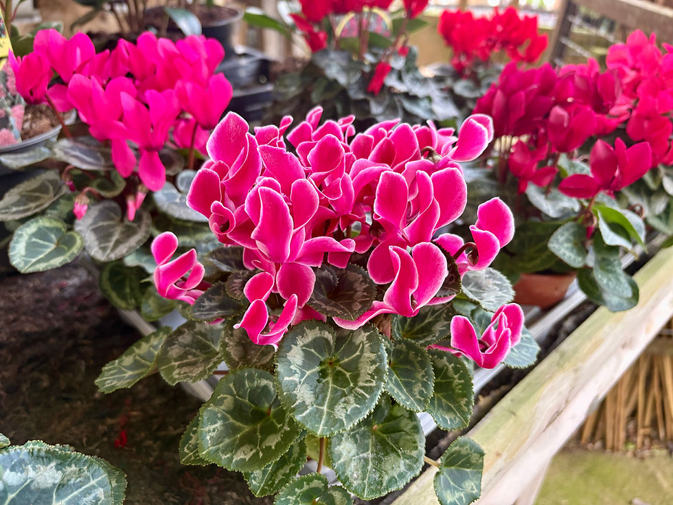 15 Small Cyclamen for £7.50!