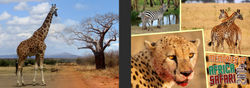 Safari  Cover Option 6