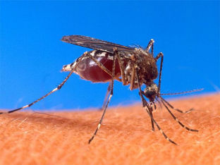 Descubren anticuerpo humano 2D22 que promete avances en lucha contra el dengue