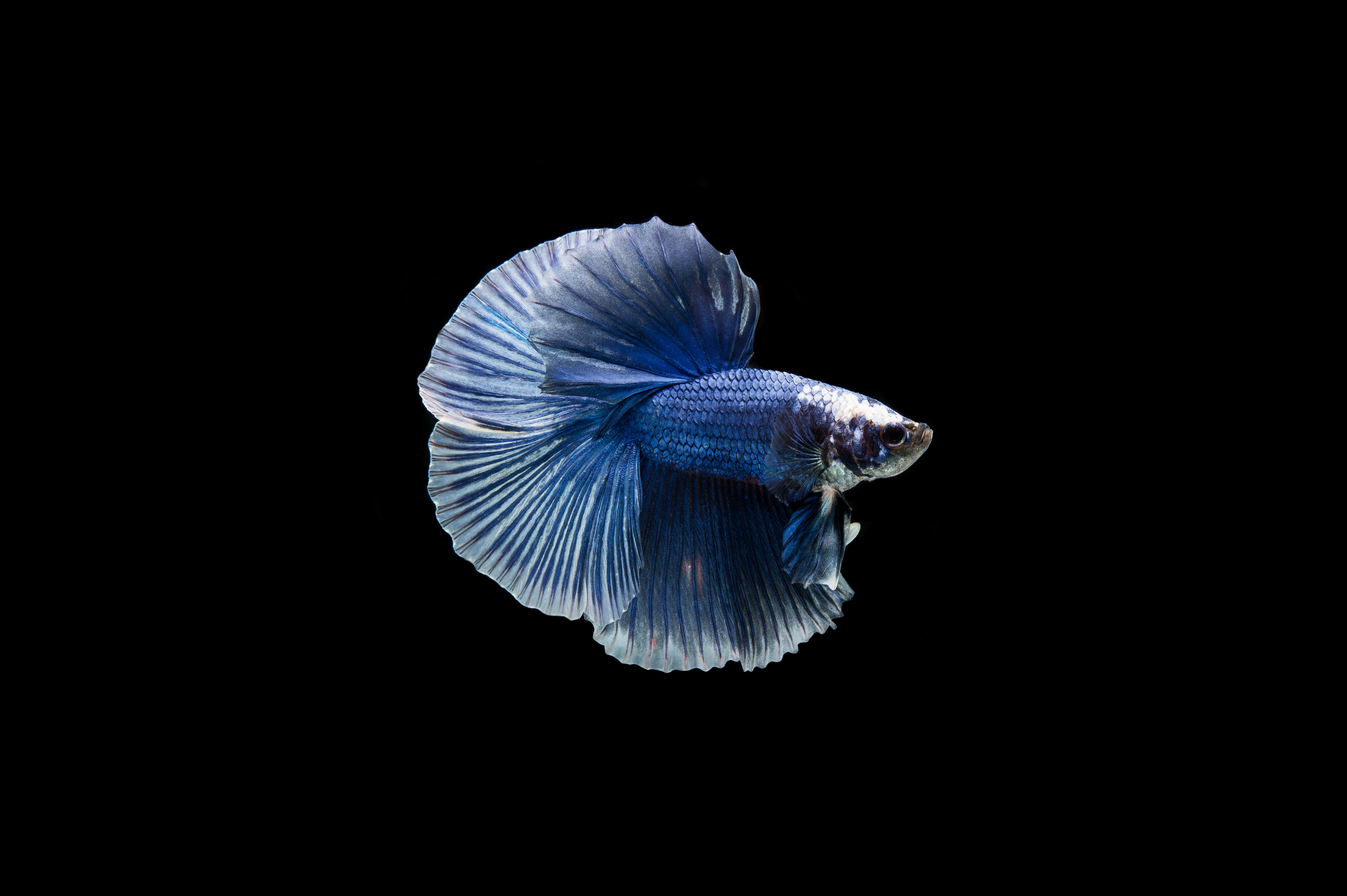 Doubletail Betta#1
