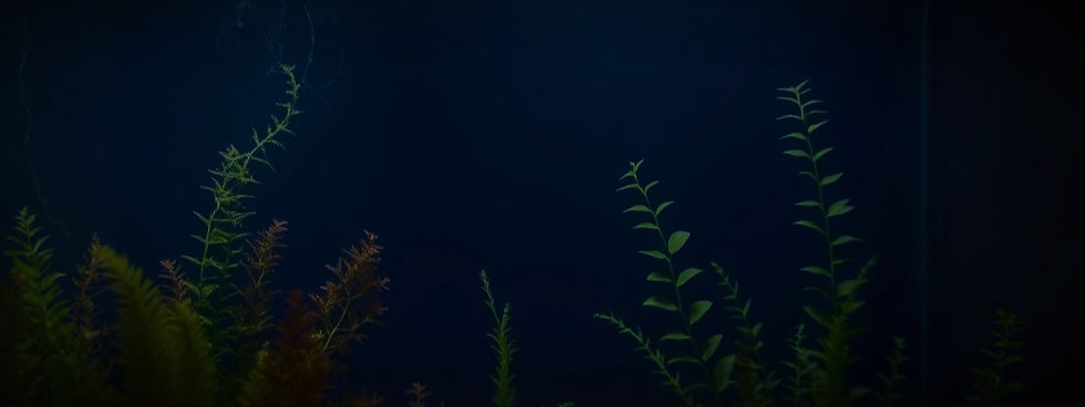 An underwater vista of a domestic aquarium on a dark blue background with visible plants a