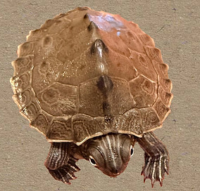 Image of young turtle from above