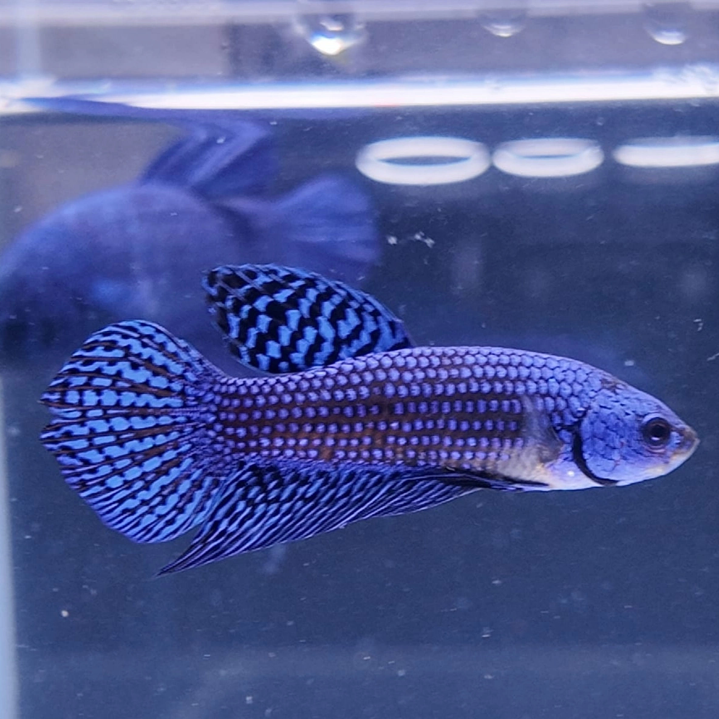 Blue Alien Male #1