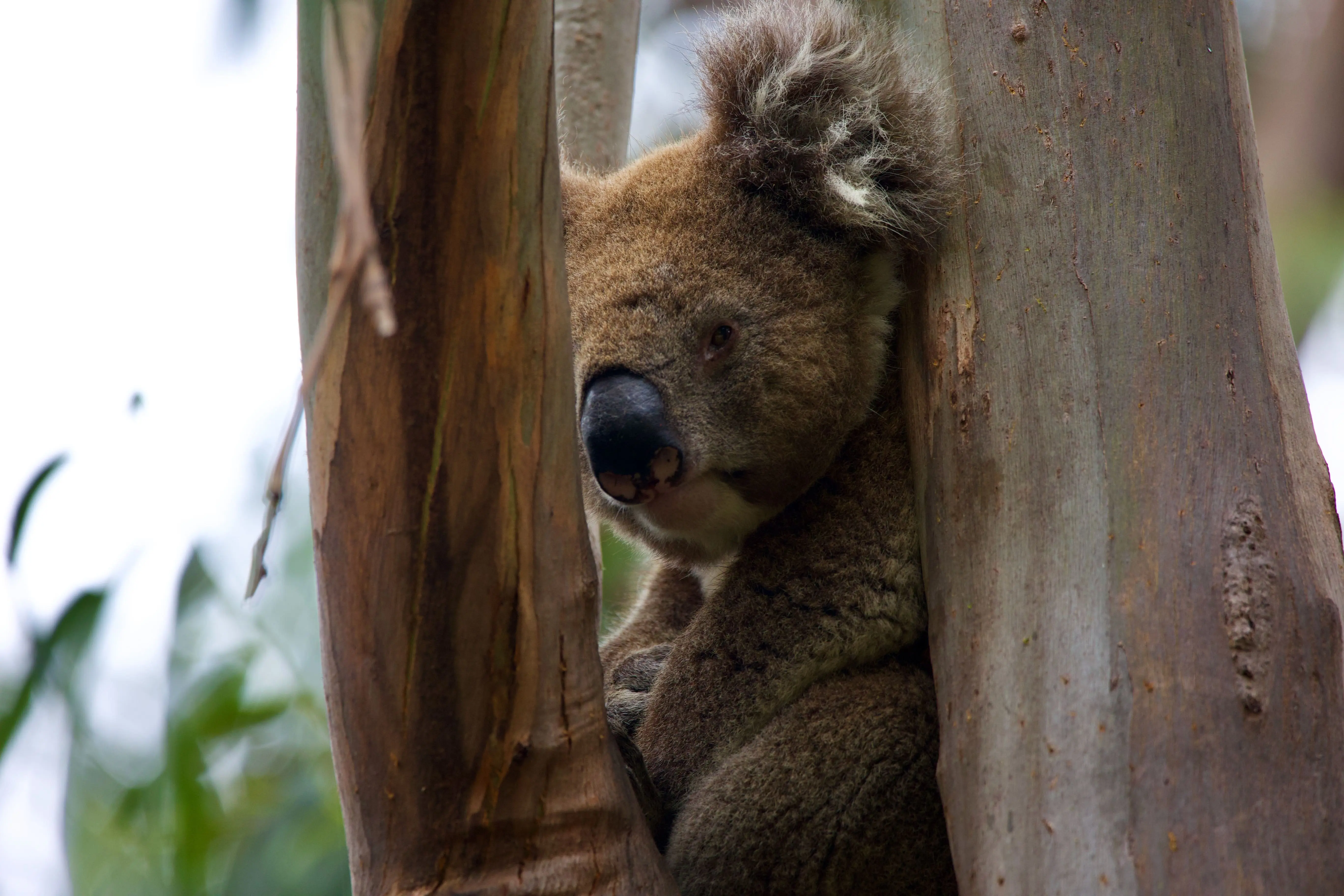 Koala sitting in a gum tree in Australia