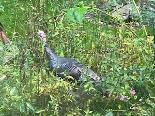 This is a nasty wild turkey roaming at my cousin's house in Maine. H & R don't eat the turkeys - they feed them!!!!