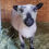 Thumbnail: Southdown Babydoll Registered Ewe 2 Years Old