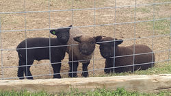 3 Babies