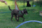 Erfolgreiches Hundetraining: Hund führt Kommando präzise aus