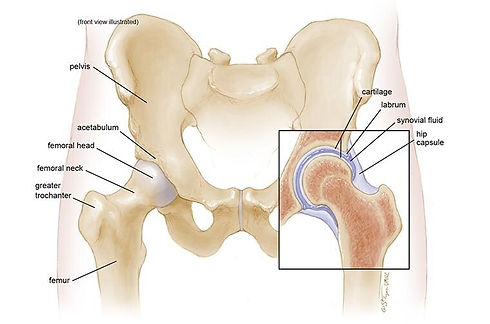 Anatomy of the Hip and Pelvis