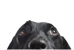 dog for contact form.png