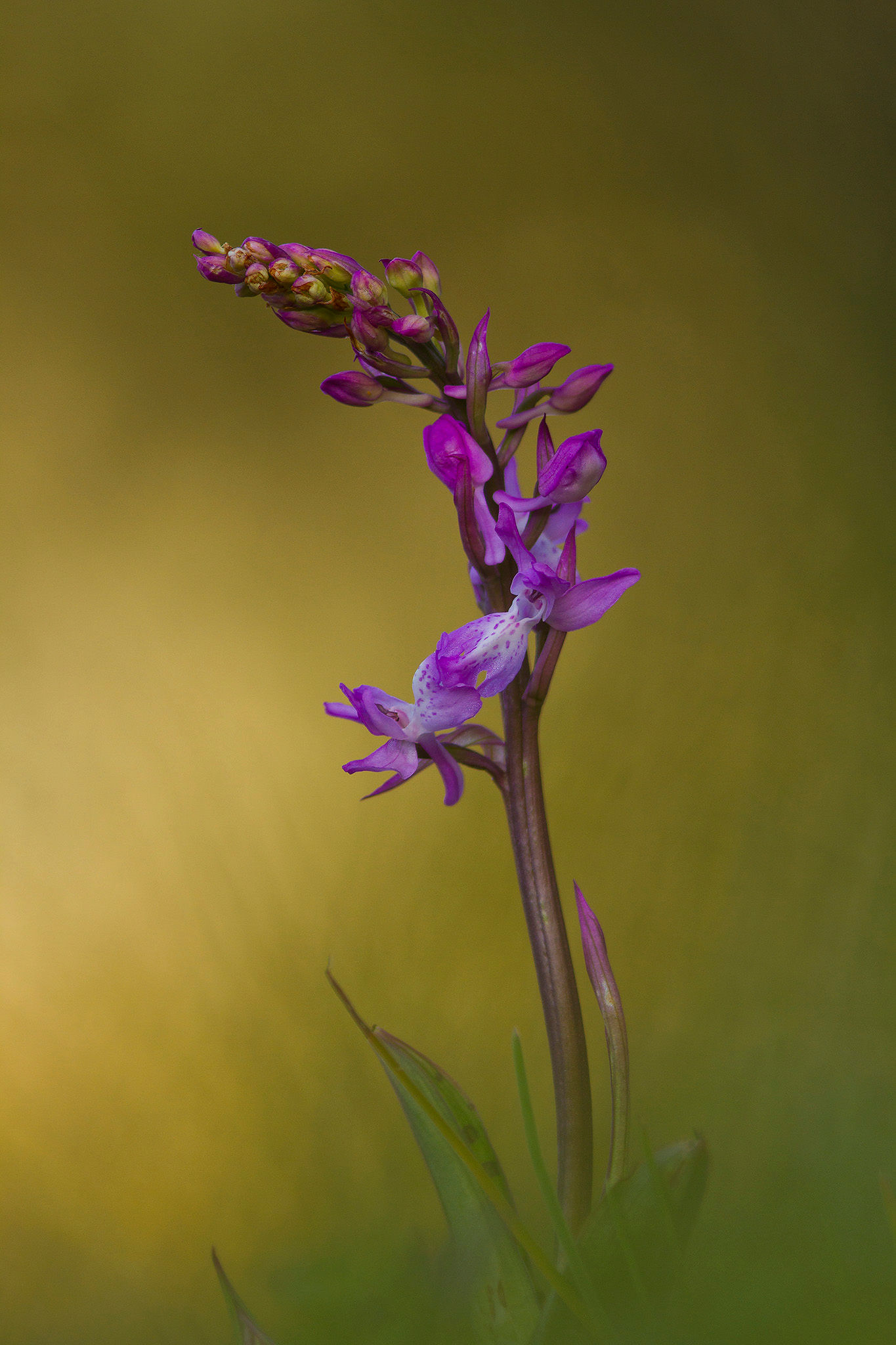 Orchis langei