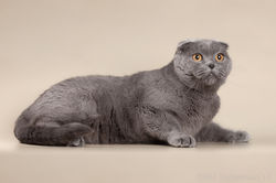 Oliver Plush Happines