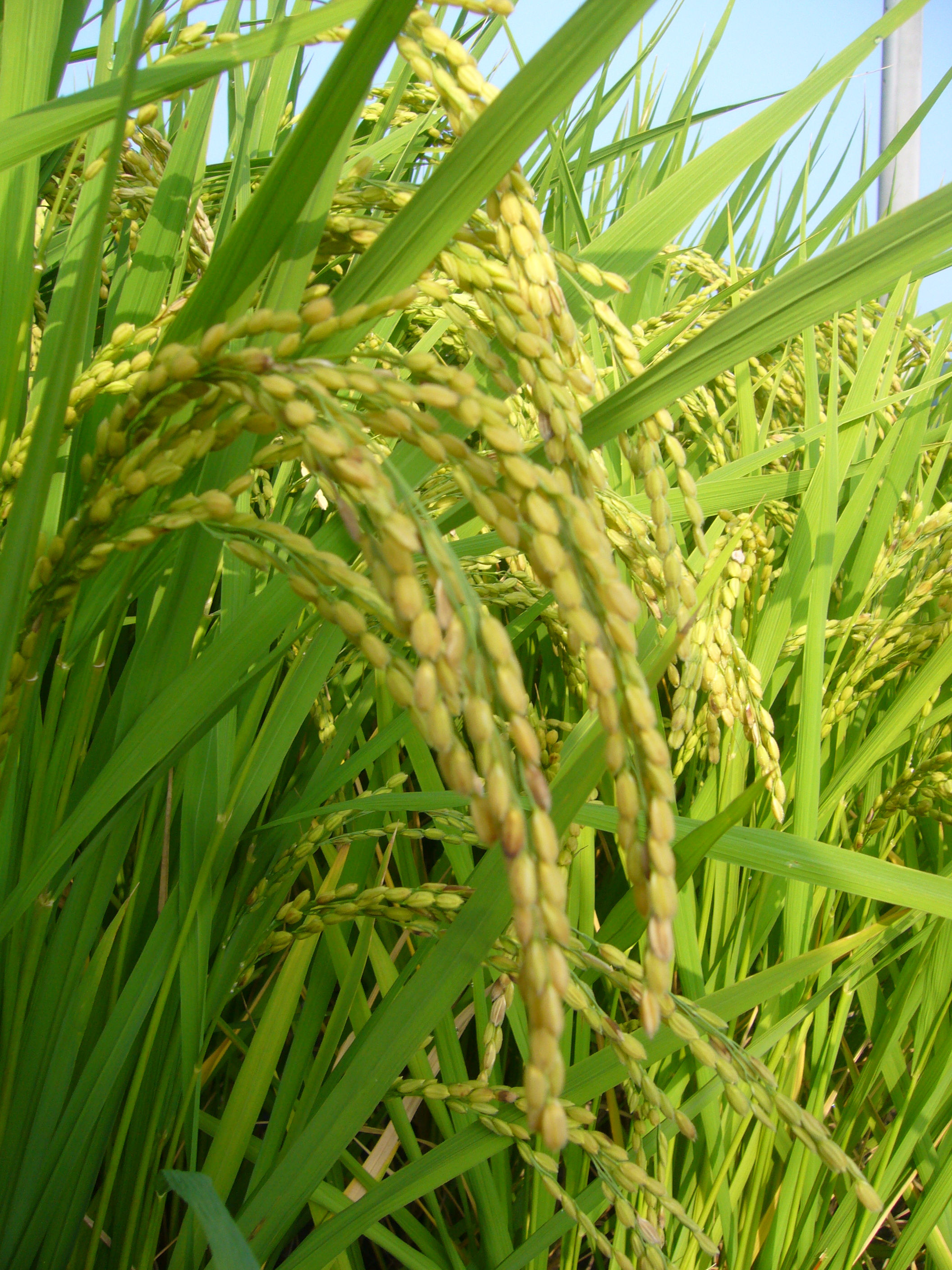 丸田さんちのお米-白米10㎏【特別栽培米】