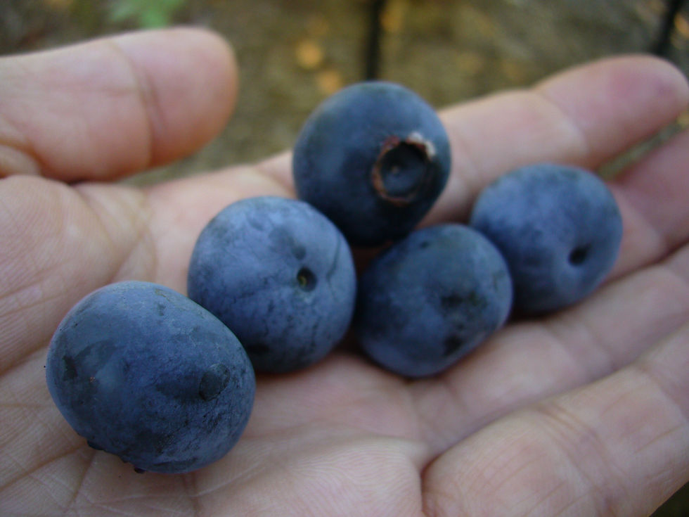 サムネイル： ブルーベリージャム　140g