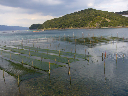 ゆあ 鹿児島県長島町産あおさ ゆあ様専用 鹿児島県長島町産あおさ