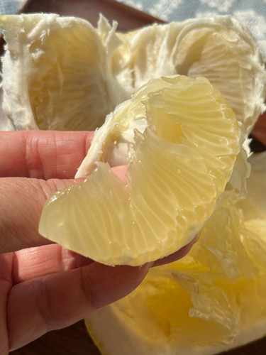 パール柑 7kg【農薬・化学肥料不使用栽培】 | エコネットみなまた