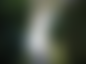 Tane Mahuta e la mistica della presenza - Quando il "contatto" accade anche con i luoghi