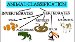 animal classification pic.png