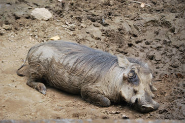 Monochromatic Naps Louisville, KY Zoo by Ilona Kovacs