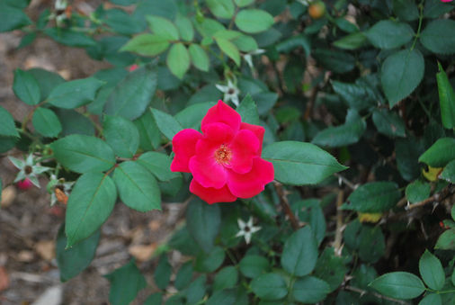 Visual Center Flower Louisville, KY by Ilona Kovacs