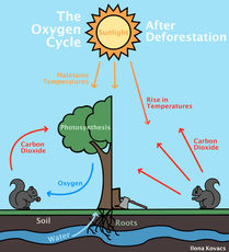 system diagram explaining the oxygen cycle before and after deforestation