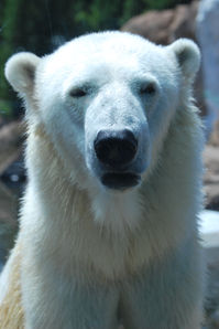 Polar Bear Louisville, KY Zoo by Ilona Kovacs
