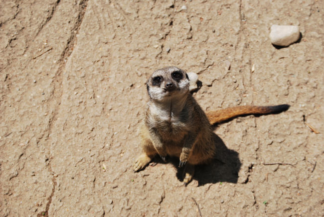 Prairie Dog Louisville, KY Zoo by Ilona Kovacs