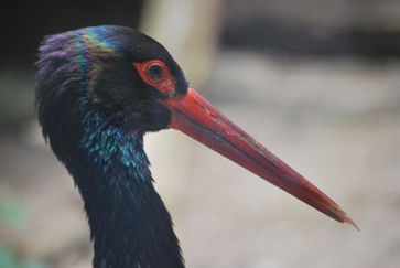 Bird Profile Louisville, KY Zoo by Ilona Kovacs