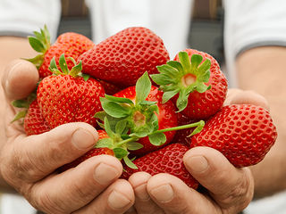 planta de berries sustentable fresa