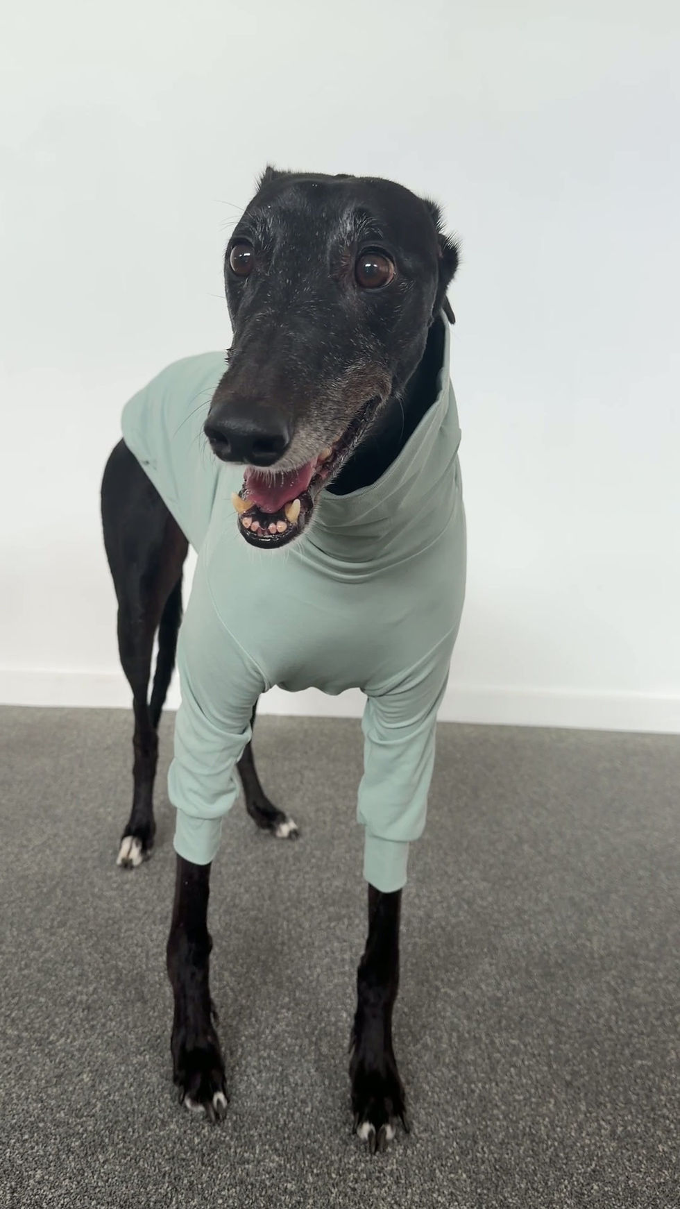 Thumbnail: Jasper - Greyhound Jersey