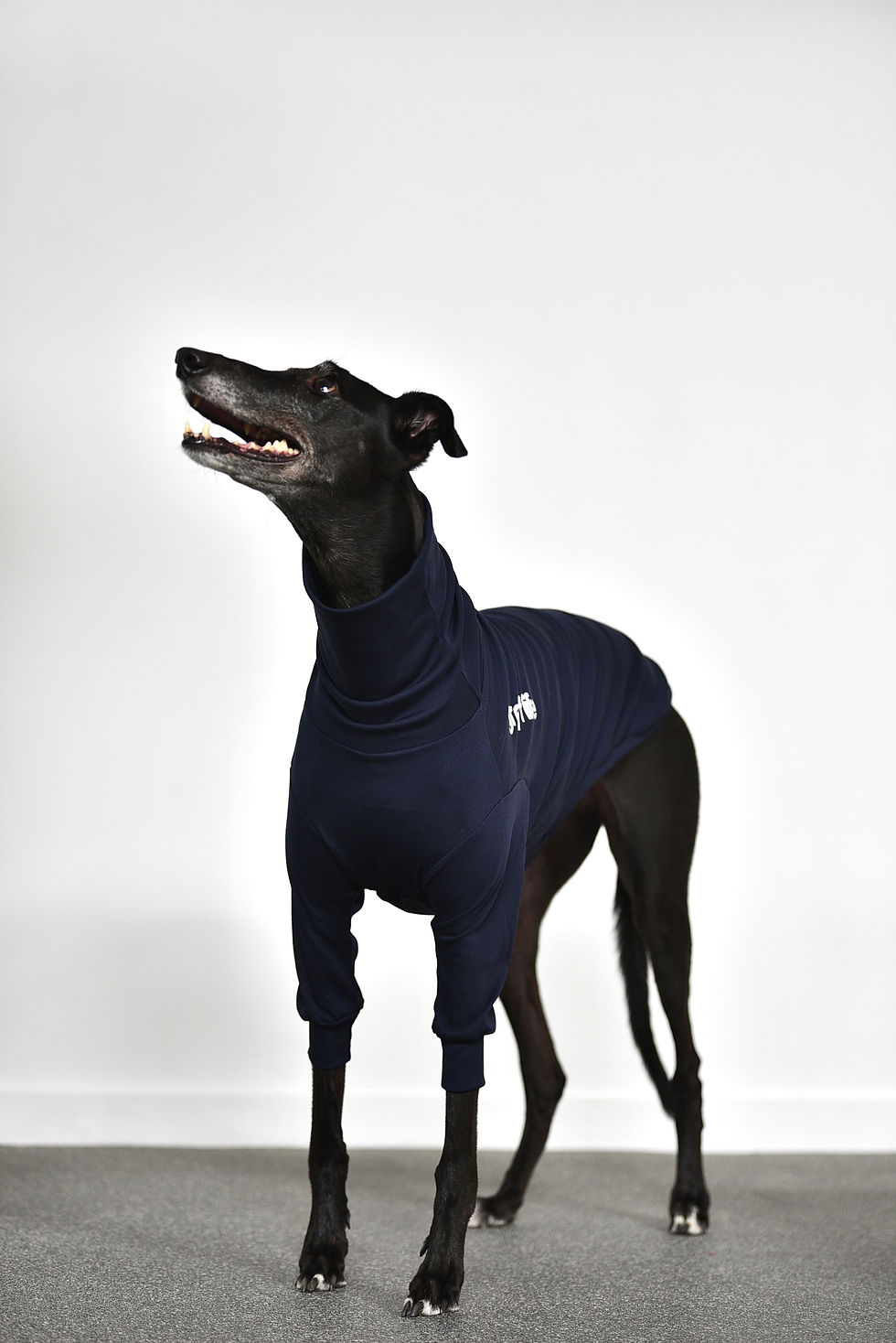 Thumbnail: Ruben - Greyhound Jersey