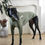 Thumbnail: Olive - Greyhound Jersey