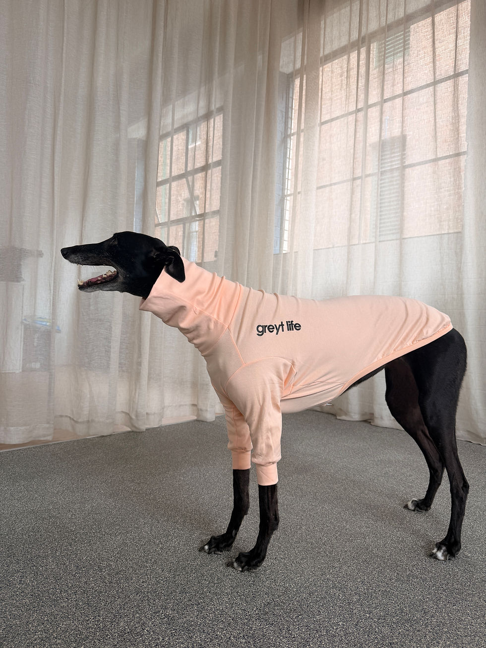 Thumbnail: Kayla - Greyhound Jersey