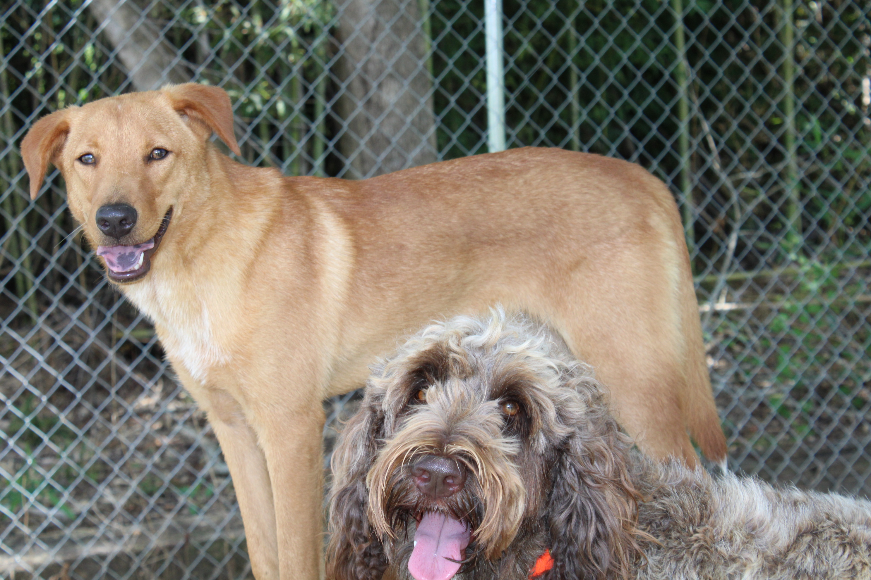 Best Friends Pet Resort Montgomery, AL Pet Daycare