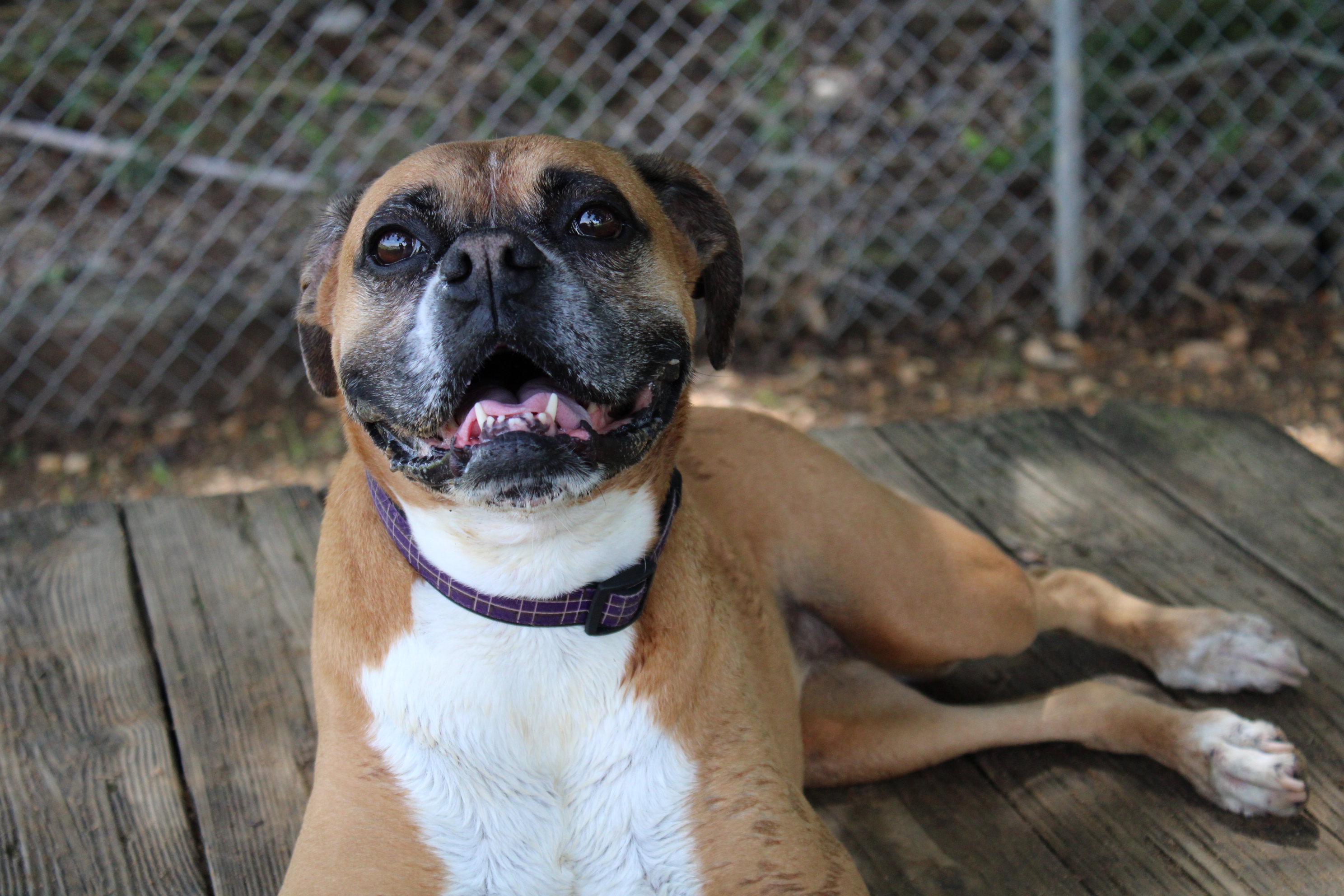 Best Friends Pet Resort Montgomery, AL Pet Daycare