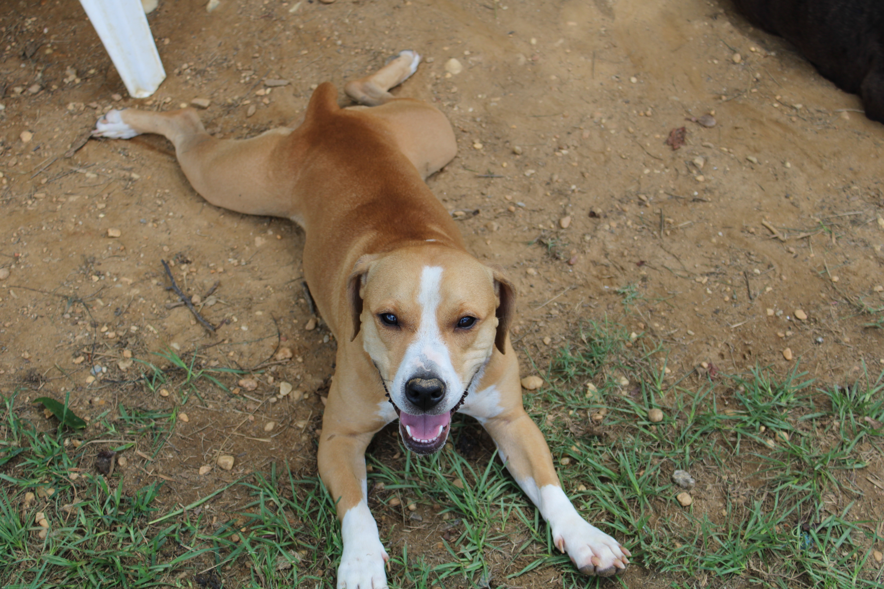 Best Friends Pet Resort Montgomery, AL Pet Daycare