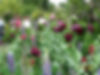 Early summer border in Shropshire with Lupins, Peonies and Poppies in purples and pinks